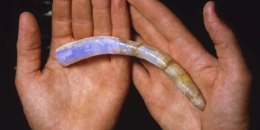 A person holds a curved, translucent blue and white fossilized Australian Opals in their hands.