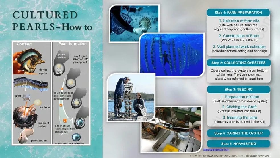 Infographic explaining the process of culturing pearls, featuring step-by-step diagrams and photos of farming and harvesting activities.